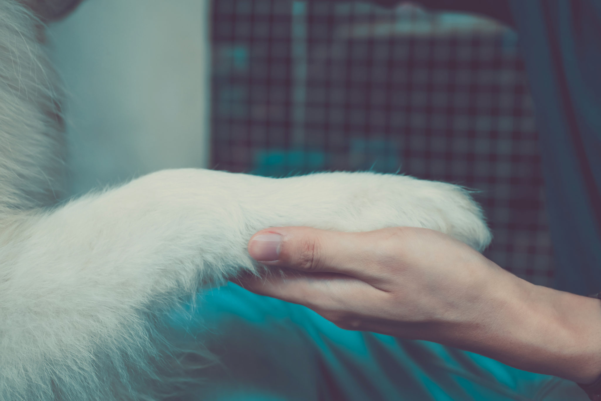 Meet The 24/7 PetVets Team Fresno, CA Emergency Veterinarians