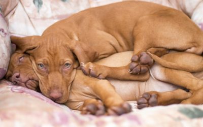 3 Ways To Keep Your Pets Calm On July 4th In Fresno