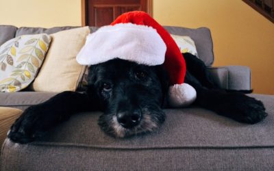 Keeping Pets Safe During the Holidays