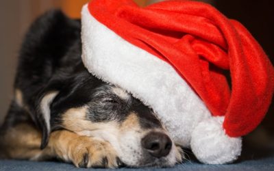 Watch Out For These Holiday Pet Hazards