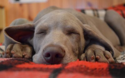 Common Household Poisons to Watch Out For