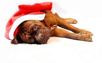 How to Keep Your Pet Calm This Holiday Season