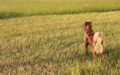 Limber Tail Syndrome: What You Need to Know