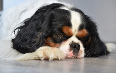 Can Your Dog Catch Your Cold?