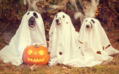 Halloween Pet Safety Tips