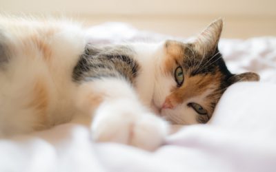 How Your Pet’s Mental Health Affects Her Overall Well-Being