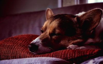 Caring for Pets with Arthritis During Cold Weather