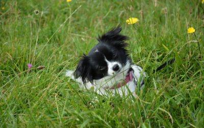 Preventing Spring Parasites