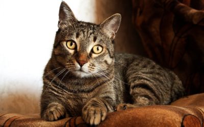 What You Need to Know About Feline Idiopathic Cystitis