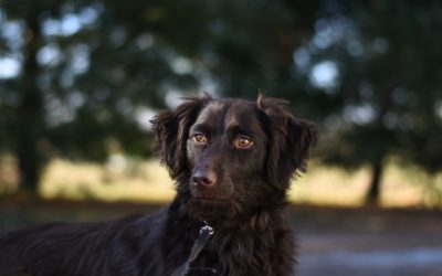 5 Tips for Stormy Walks With Your Dog