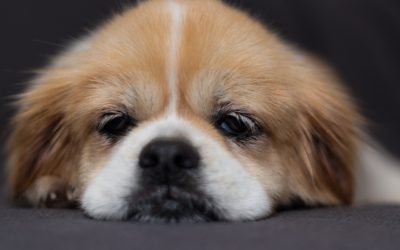 Is Your Pet Bugged With a Zoonotic Parasite?