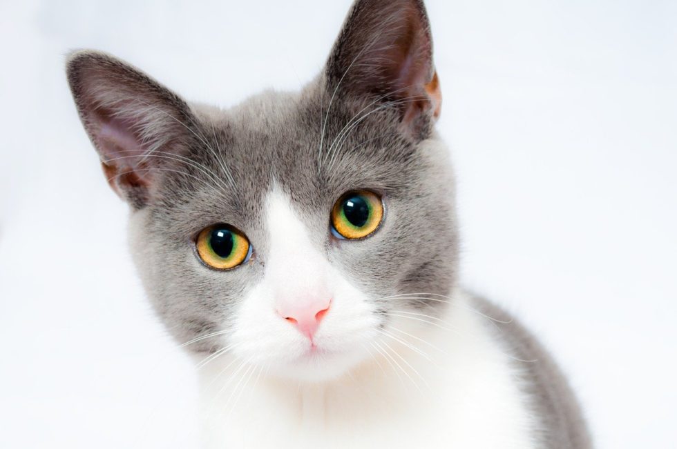 What's Causing My Cat to Throw Up? - 24/7 PetVets
