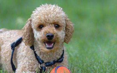 Signs and Symptoms of Canine Bloat