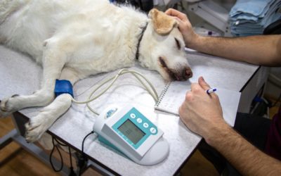 Pet Safety During Anesthesia