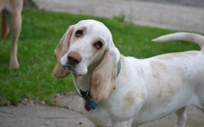 What Do I Do if My Pet is Getting Sick?