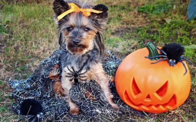 Halloween Costume Hazards For Pets