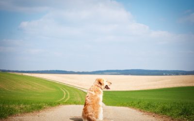 Summertime Hiking for Pets: Safety Tips