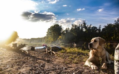 4 Tips to Safely Camp with Your Pet