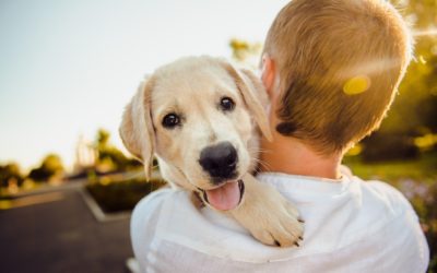 Missing Pet? 3 Ways to Ensure a Joyous Reunion