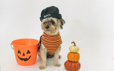 Halloween Treats You Should Keep Away from Your Pet