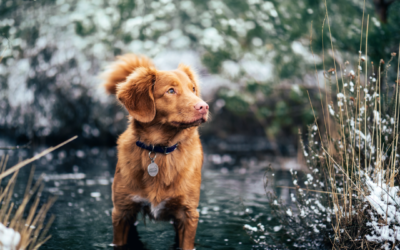 3 Reasons Why Your Pet Needs Parasite Prevention 12 Months a Year