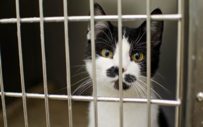 3 Ways to Help Your New Shelter Cat Feel at Home