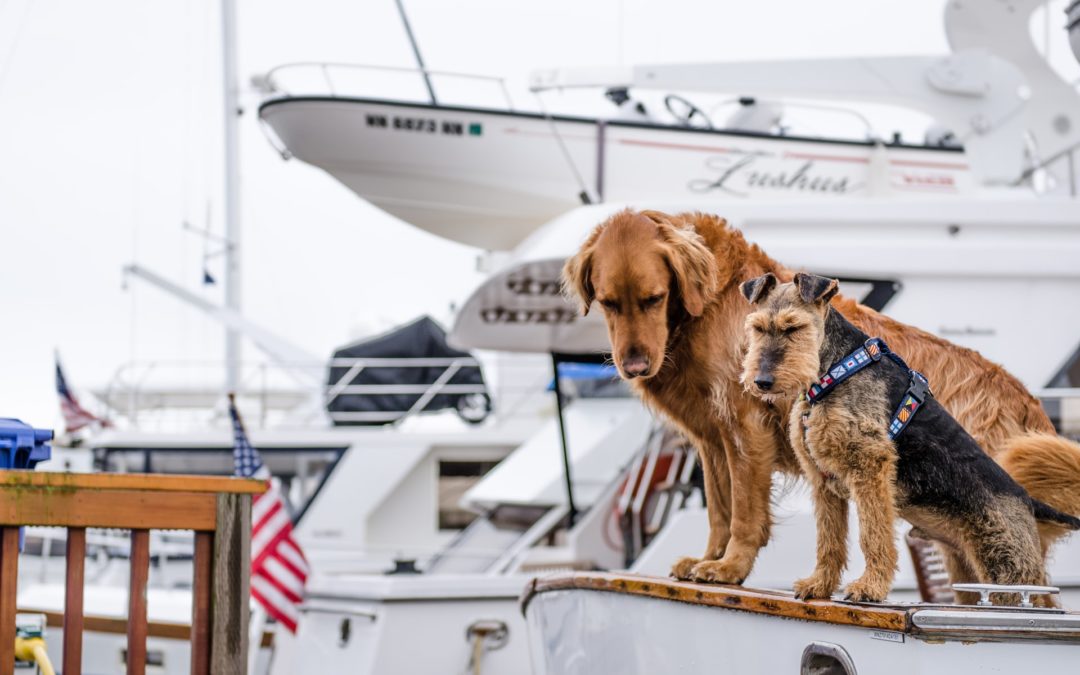 Keeping Your Pet Safe Around Boats and Lakes This Summer
