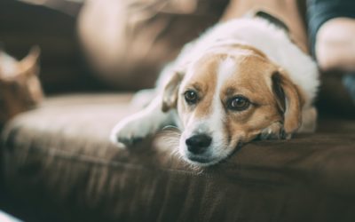 Don’t Fear (the Fireworks): How to Help Your Pet Cope with Noise Aversion