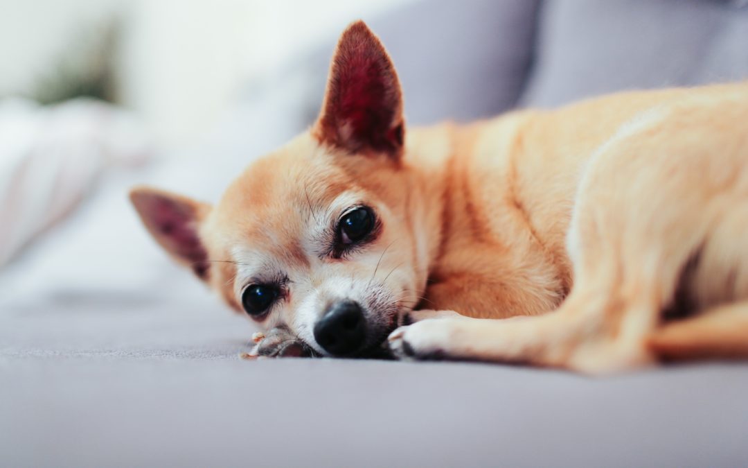 5 Ways to Help Your Senior Pet Remain Mobile