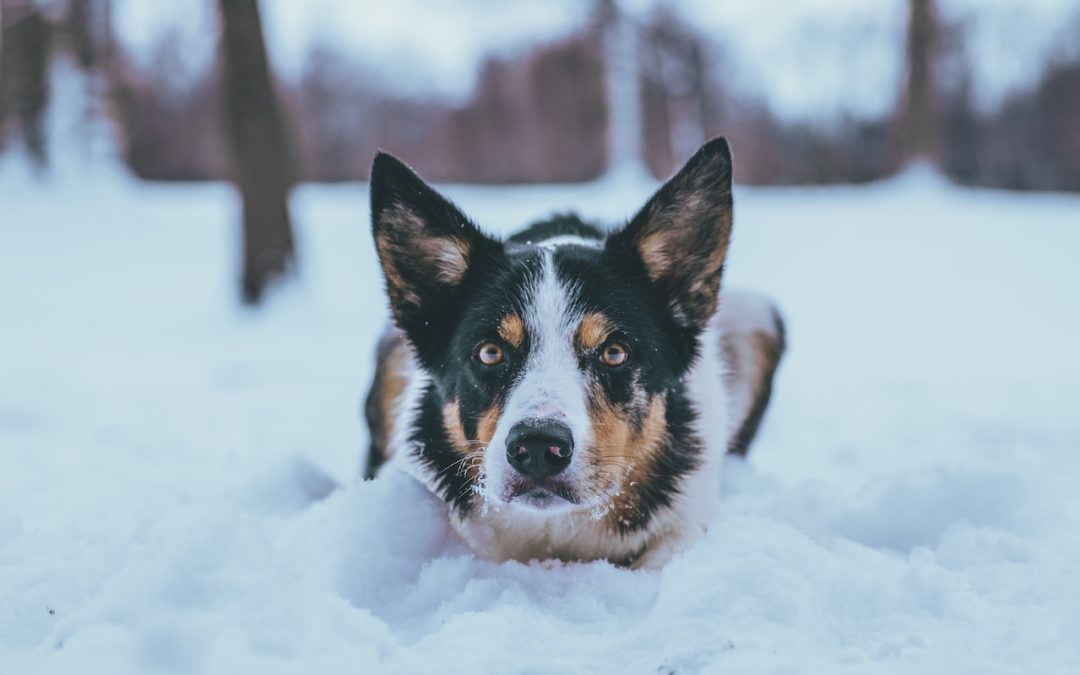 Black white and brown dog laying in the snow