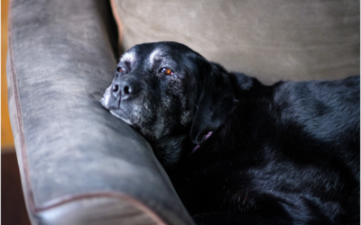 Four Steps to Get Ready for Your Pet’s Passing