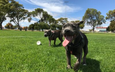 4 Vital Dog Park Safety Tips for Pet Owners