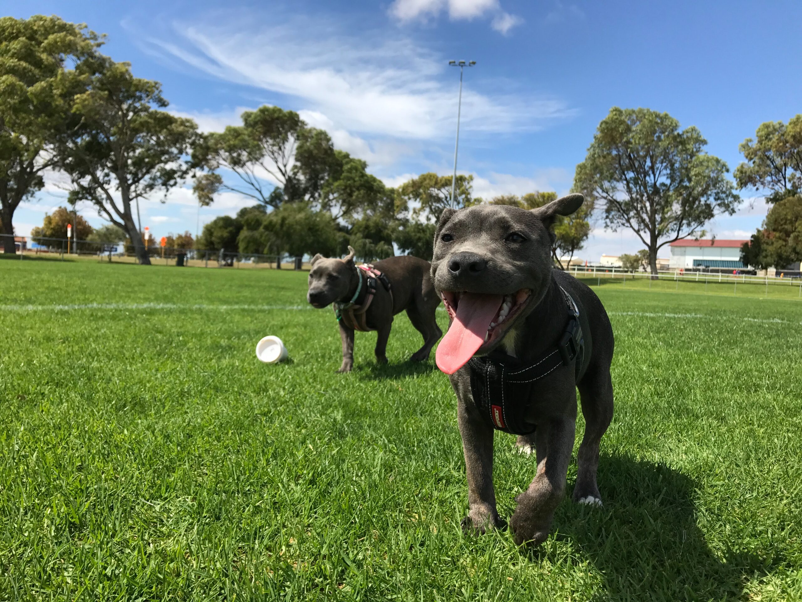 4 Vital Dog Park Safety Tips for Pet Owners - 24/7 PetVets