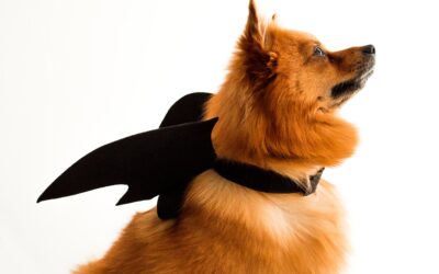 Ensuring the Safety of Your Beloved Pets: Halloween Pet Safety Guidelines