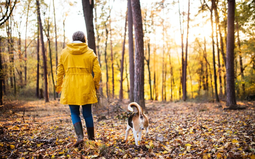 Woman in yellow raincoat walking her beagle in the woods during Fall
